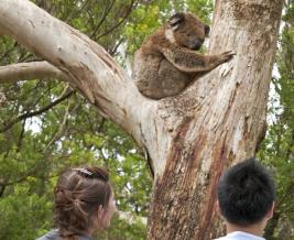 KOALA 684x476