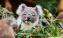 Koala eating gum leaves at Ballarat Wildlife Park LR