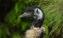 Wildlife Wonders Emu