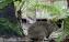 Wildlife Wonders Long nosed Potoroo