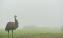 Wildlife Wonders emu in the fog