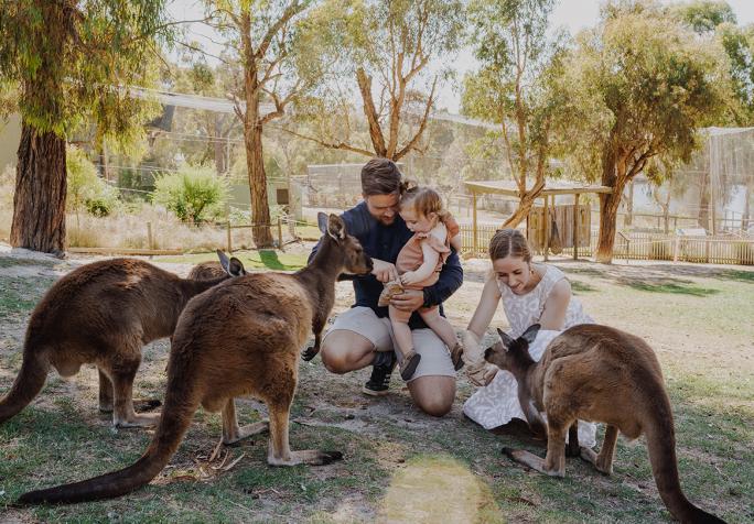 Kangaroo feeding at Ballarat Wildlife Park LR