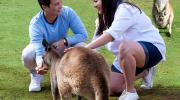 Kanagroo encounter at Ballarat Wildlife Park LR