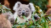 Koala eating gum leaves at Ballarat Wildlife Park LR