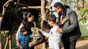 Koala family encounter at Ballarat Wildlife Park LR