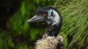 Wildlife Wonders Emu