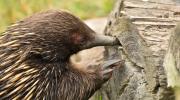 Wildlife Wonders echidna