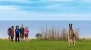 Wildlife Wonders kangaroo in Sanctuary