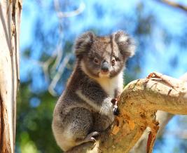Koala Phil Hines LR