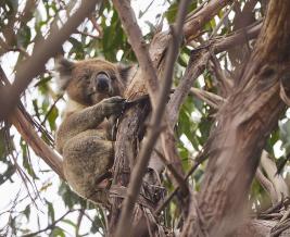 Koala in treetop awake Wildlife Wonders Apollo Bay