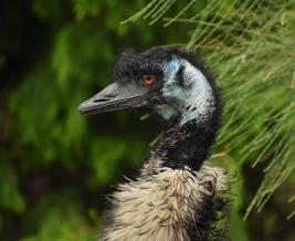 Wildlife Wonders Emu