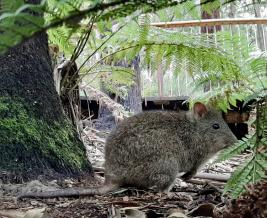 Wildlife Wonders Long nosed Potoroo