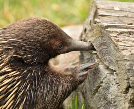 Wildlife Wonders echidna