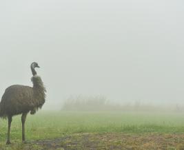 Wildlife Wonders emu in the fog