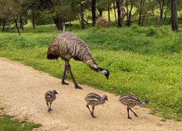 Acacia Grampians Emus