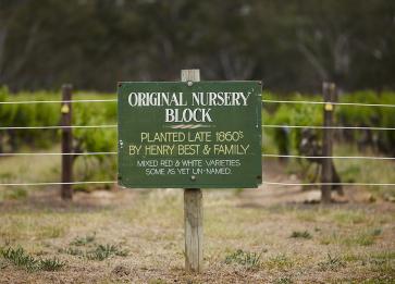 Bests Wines Original Nursery Block Photo By Marcus Thomson 2015