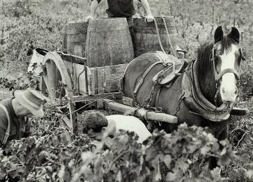 Bests Wines Viv Thomson harvesting with horse 1966