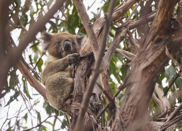 Koala in treetop awake Wildlife Wonders Apollo Bay