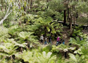 Wildlife Wonders Guide in Rainforest 3