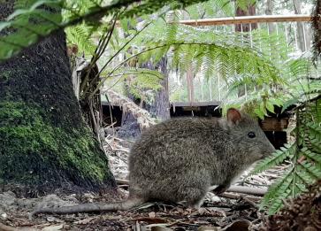 Wildlife Wonders Long nosed Potoroo