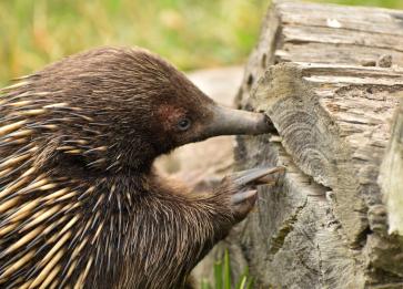 Wildlife Wonders echidna