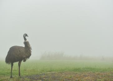Wildlife Wonders emu in the fog