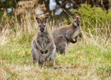 Wildlife Wonders wallabies