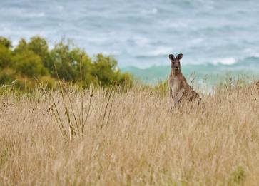 WildlifeWonders wallaby