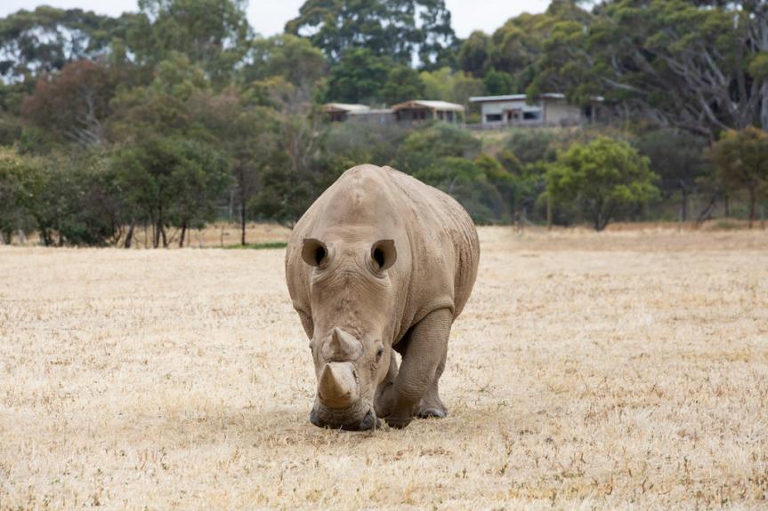 28590 Rhino on the savannah Werribee Open Range Zoo Southern white rhinoceros walking towards camera with slumber safari accommodation in the background. R8A7296