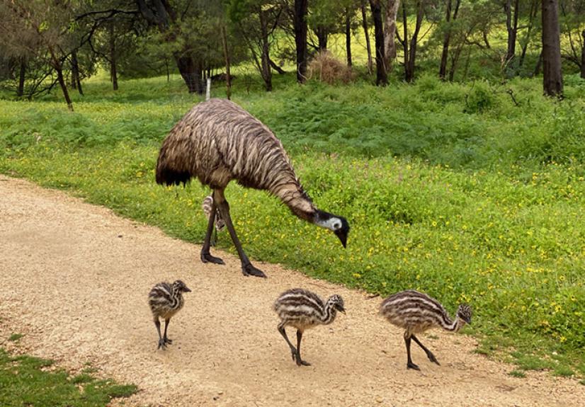 Acacia Grampians Emus