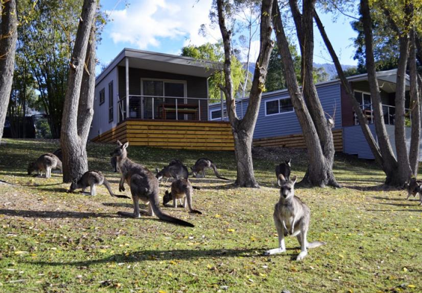 Lakeside Halls Gap Park Map Halls Gap Lakeside Tourist Park, Halls Gap, Grampians, Great Southern  Touring Route, Gstr, Australia