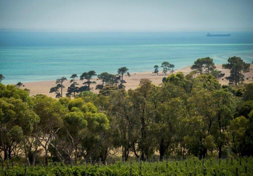 JACK RABBIT WINEYARD 5 BELLARINE 684x476