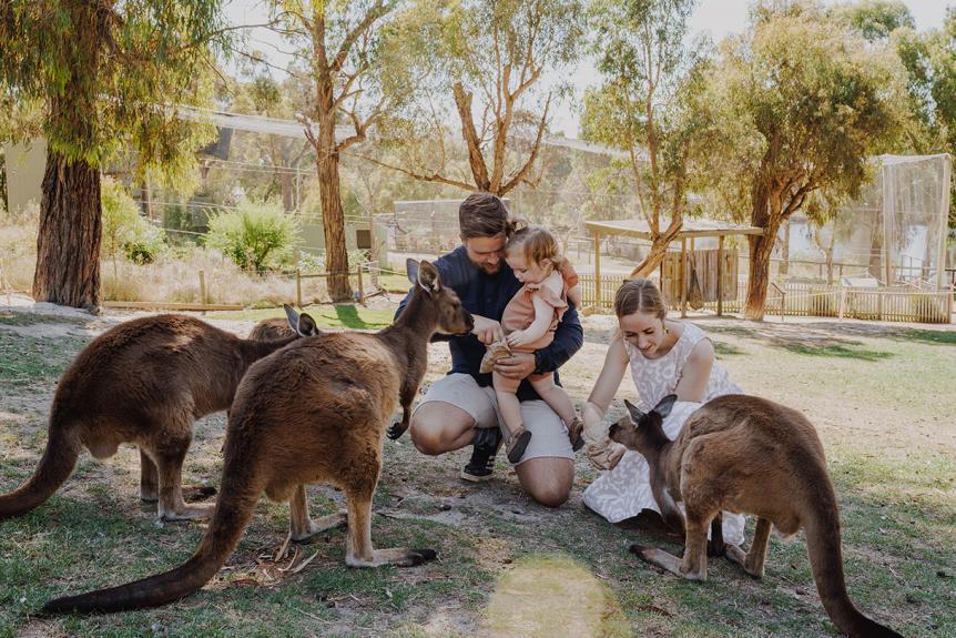 Kangaroo feeding at Ballarat Wildlife Park LR