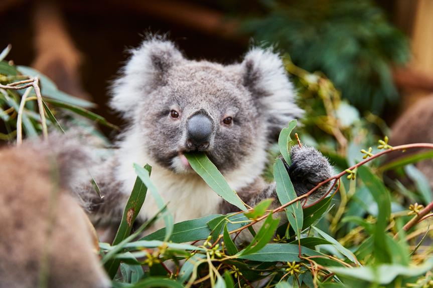 Koala eating gum leaves at Ballarat Wildlife Park LR