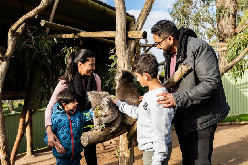 Koala family encounter at Ballarat Wildlife Park LR