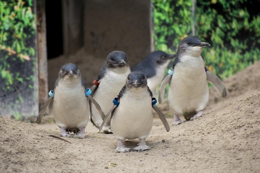 Little Penguins at Ballarat Wildlife Park LR