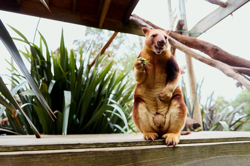 Tree Kangaroo at Ballarat Wildlife Park LR