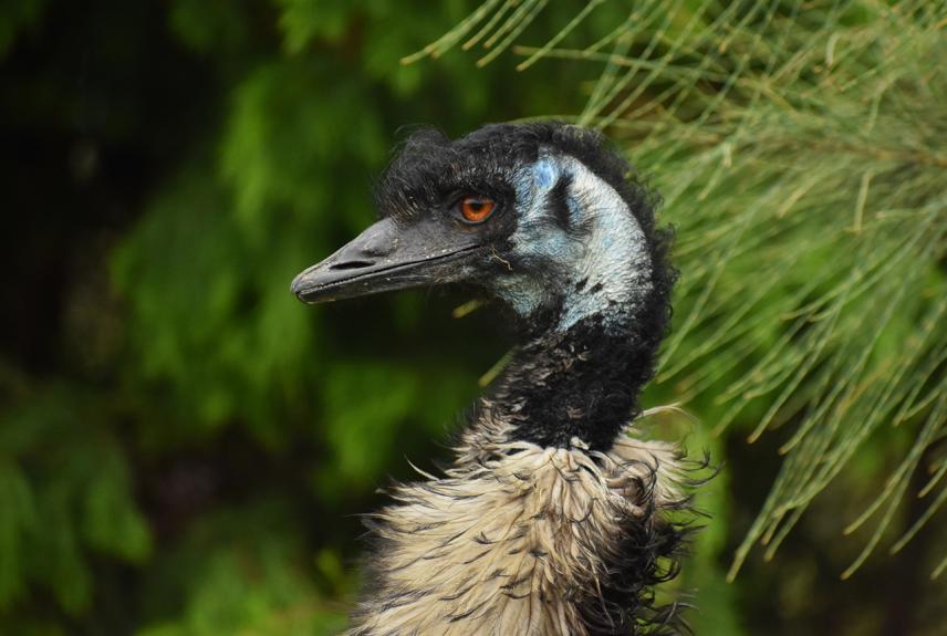 Wildlife Wonders Emu