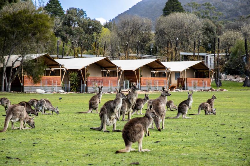 safari 5p kangaroos