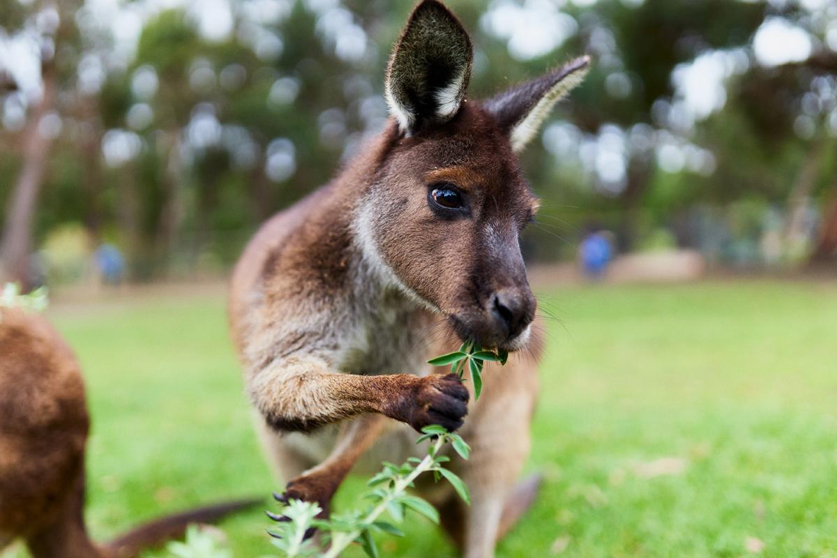 Ballarat Wildlife Park 41